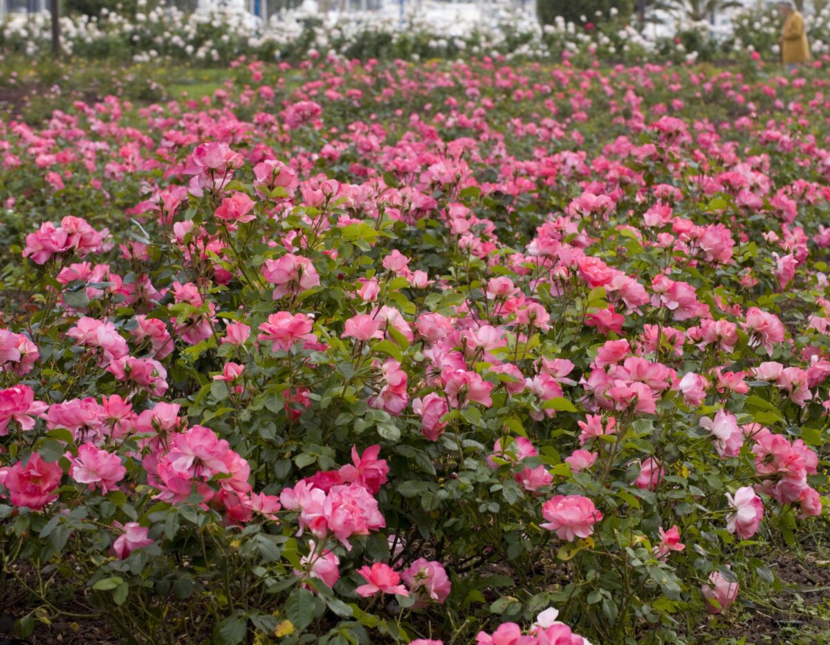Rosa flor. 'Passionate Kisses' ™ (pink)