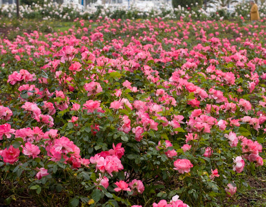 Rosa flor. 'Passionate Kisses' ™ (pink)