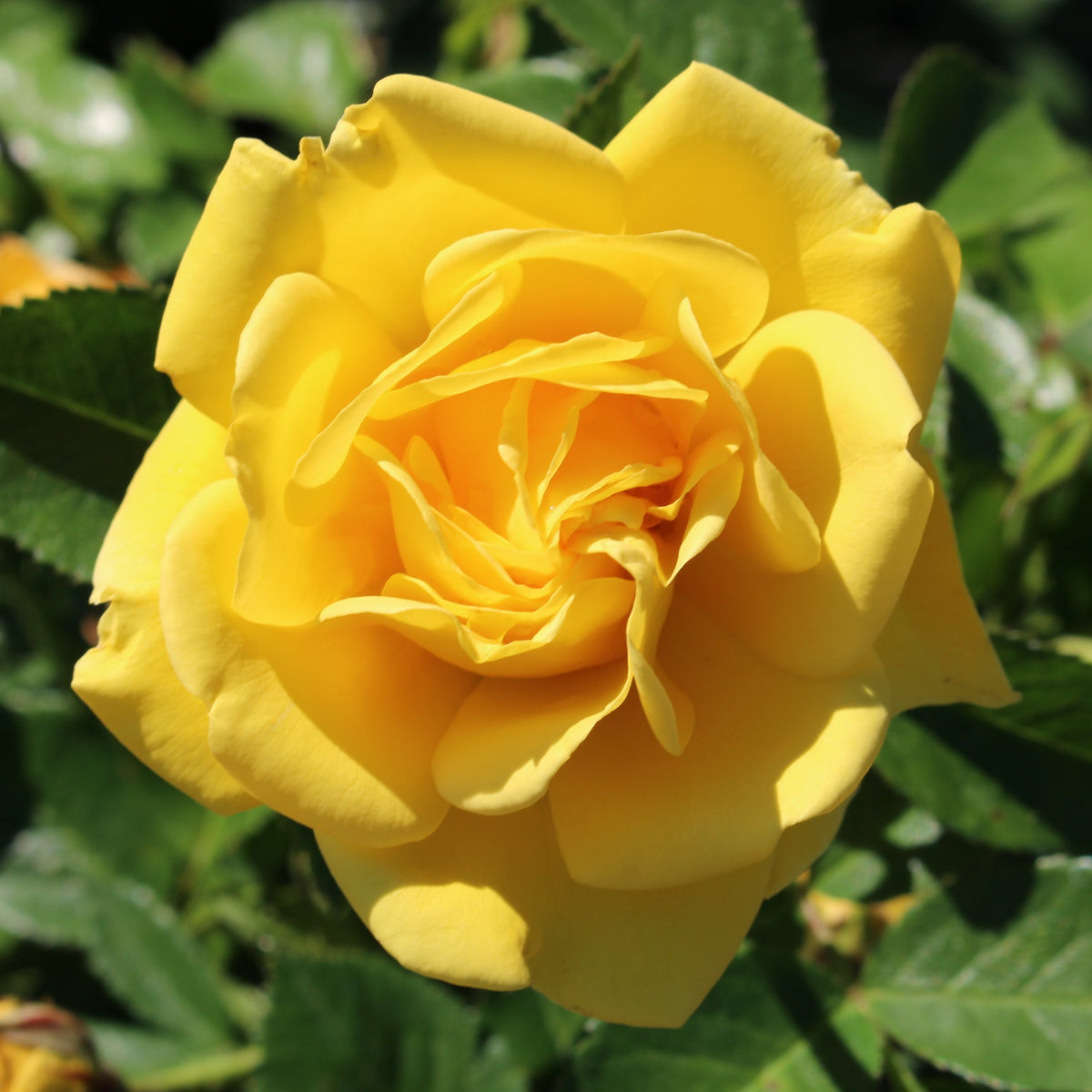 Rosa flor. 'Shockwave' ™ PP21531 (yellow)