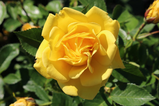 Rosa flor. 'Shockwave' ™ PP21531 (yellow)