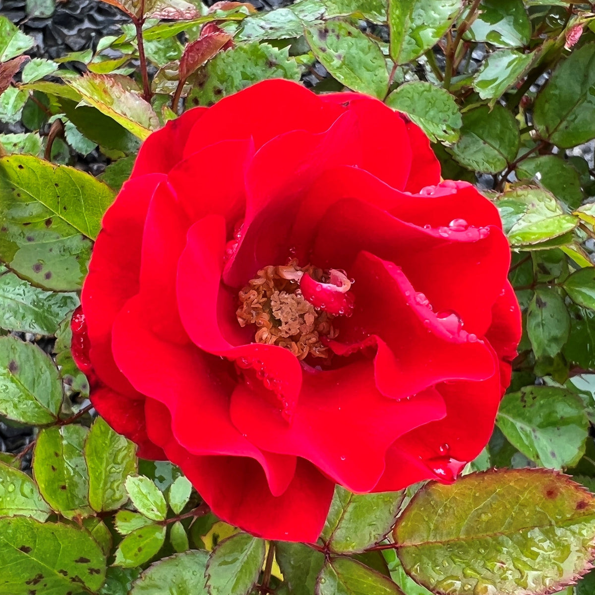 Rosa flor. 'Showbiz' (red)