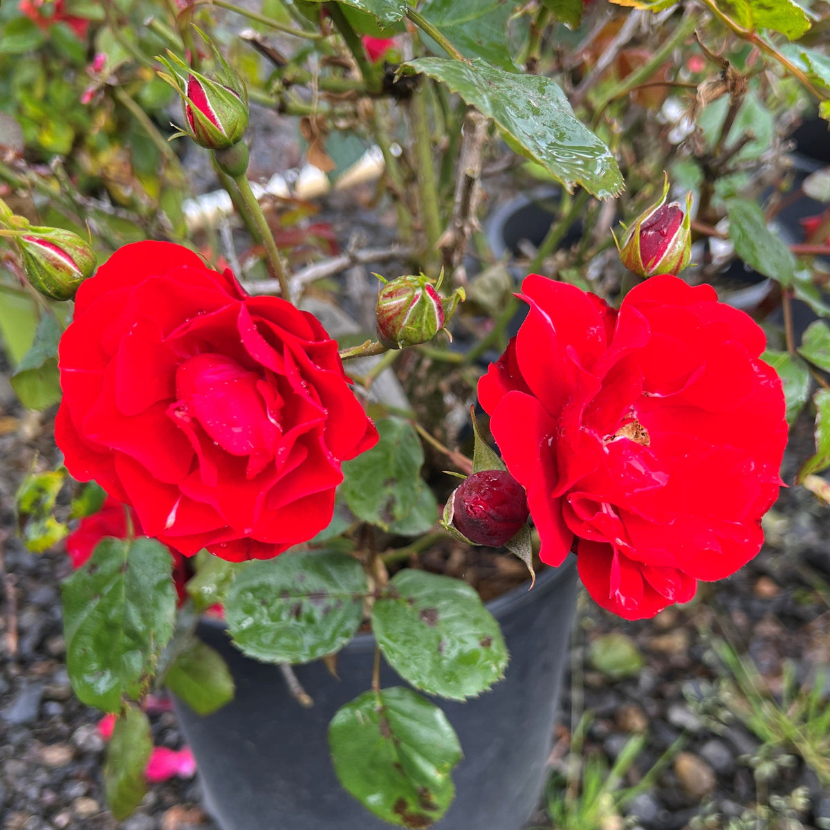 Rosa flor. 'Showbiz' (red)