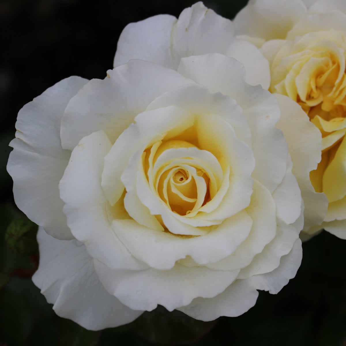 Rosa flor. 'White Licorice' (creamy yellow)