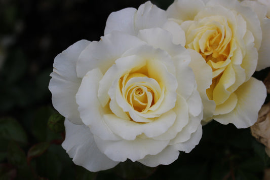 Rosa flor. 'White Licorice' (creamy yellow)
