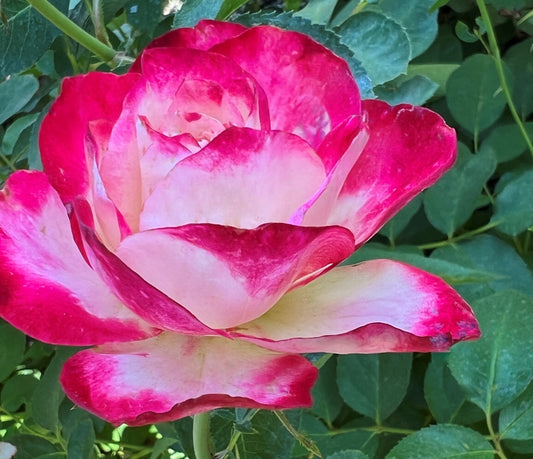 Rosa grand. Cherry Parfait™ PP12802 (red/white)