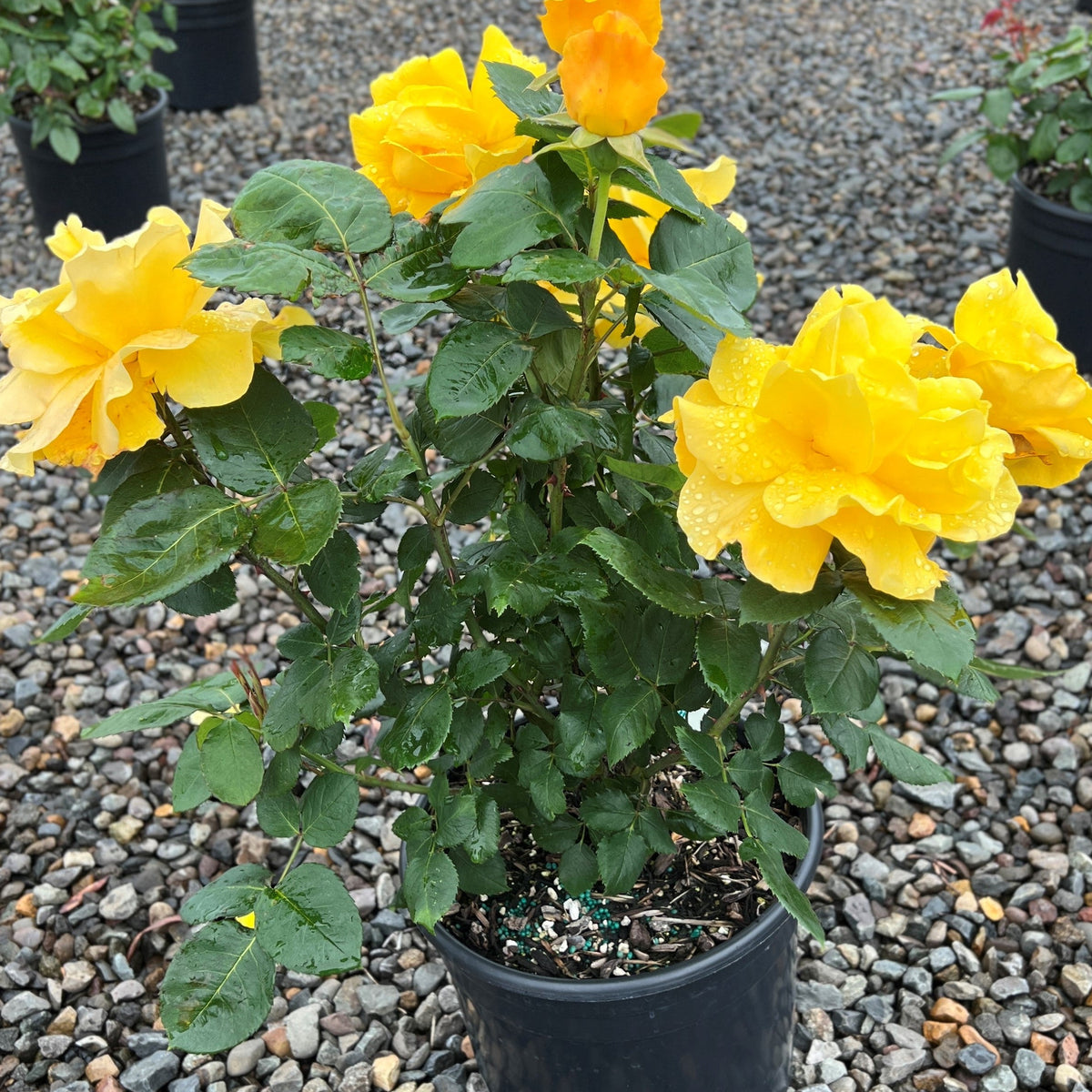 Rosa ht. Midas Touch™ PP9806 (yellow)