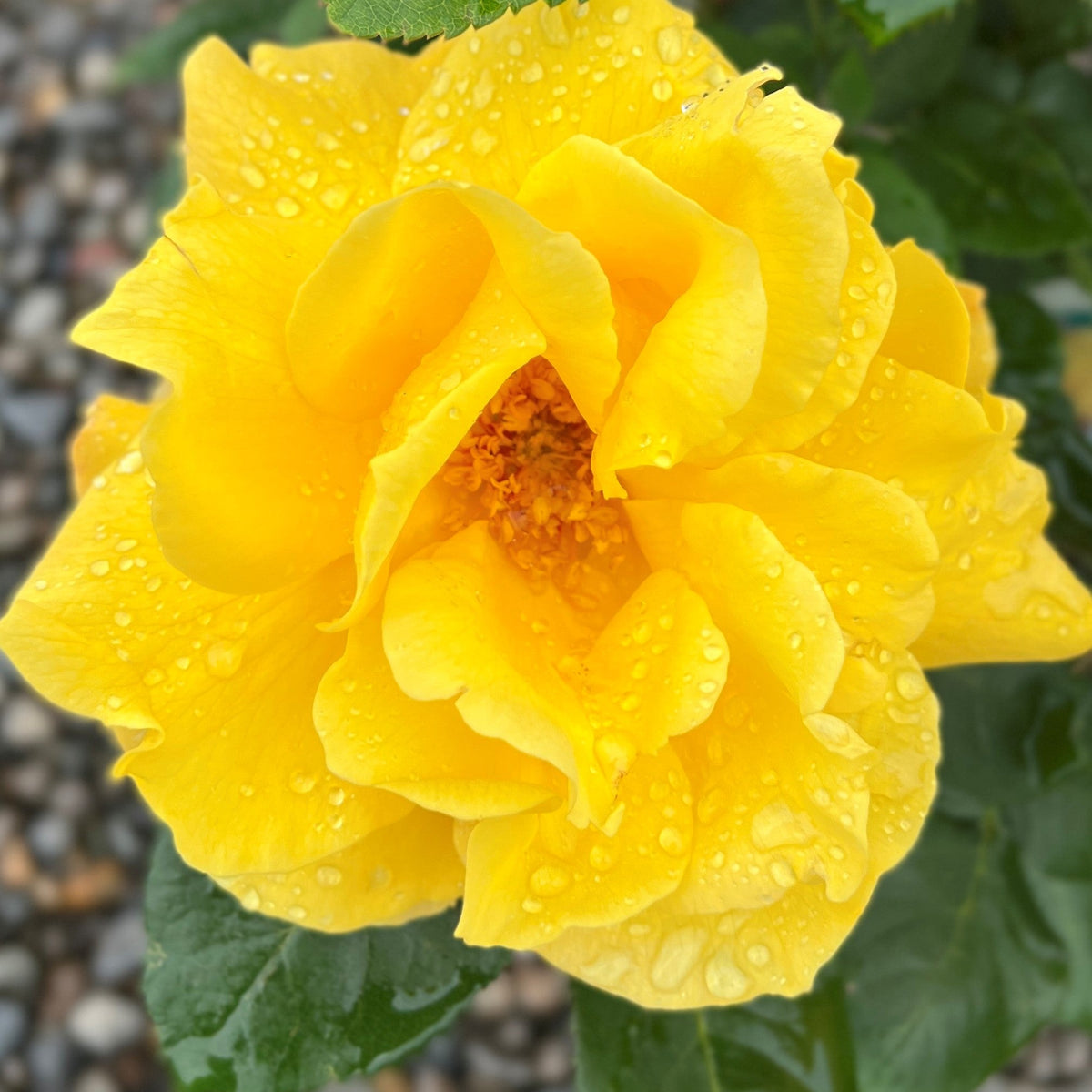 Rosa ht. Midas Touch™ PP9806 (yellow)