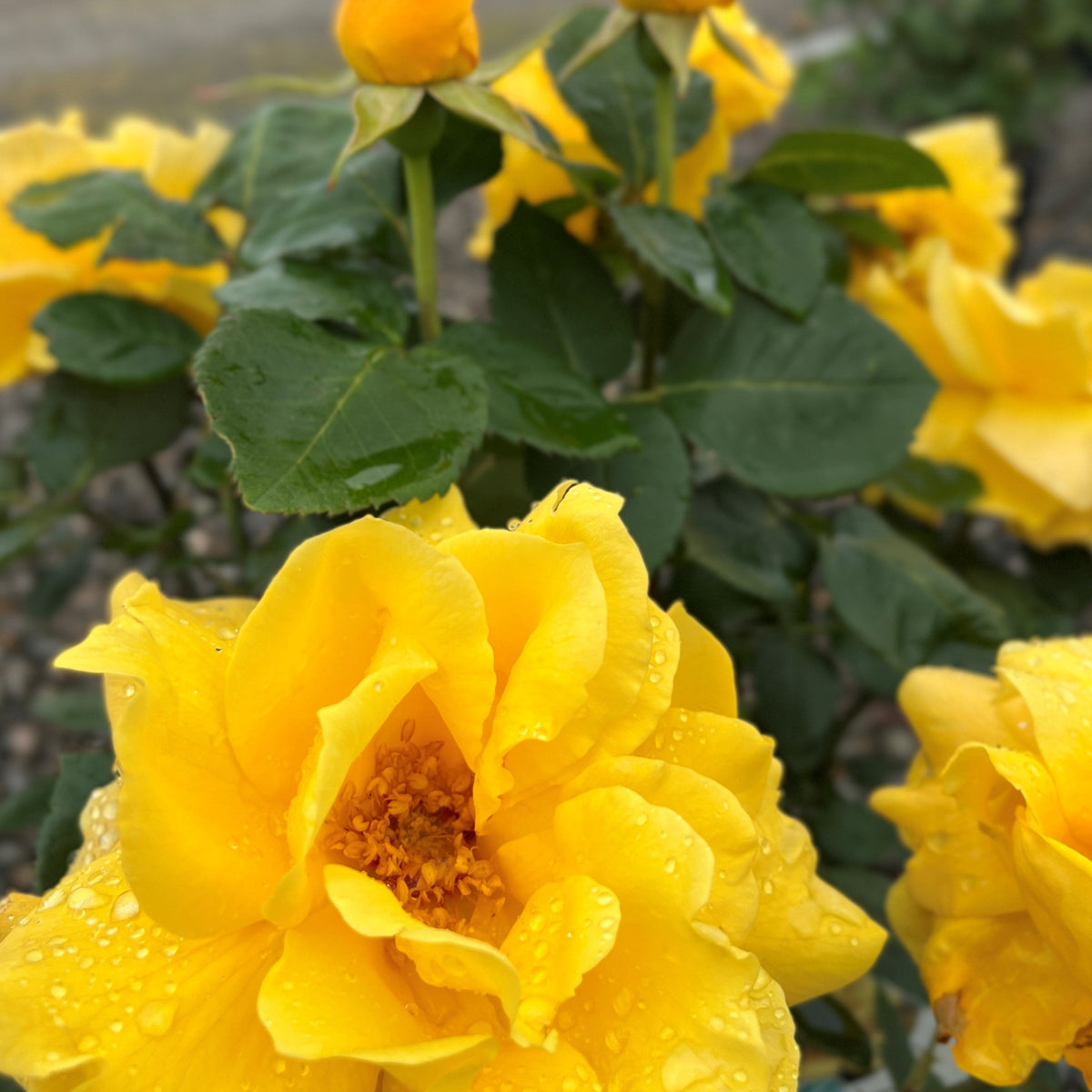 Rosa ht. Midas Touch™ PP9806 (yellow)