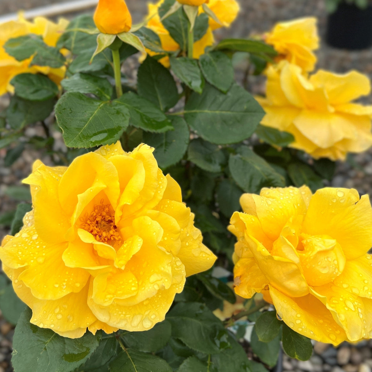 Rosa ht. Midas Touch™ PP9806 (yellow)