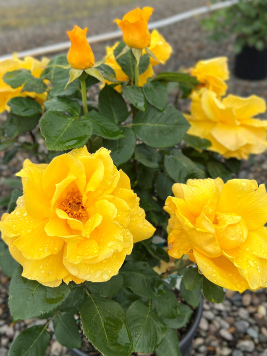 Rosa ht. Midas Touch™ PP9806 (yellow)
