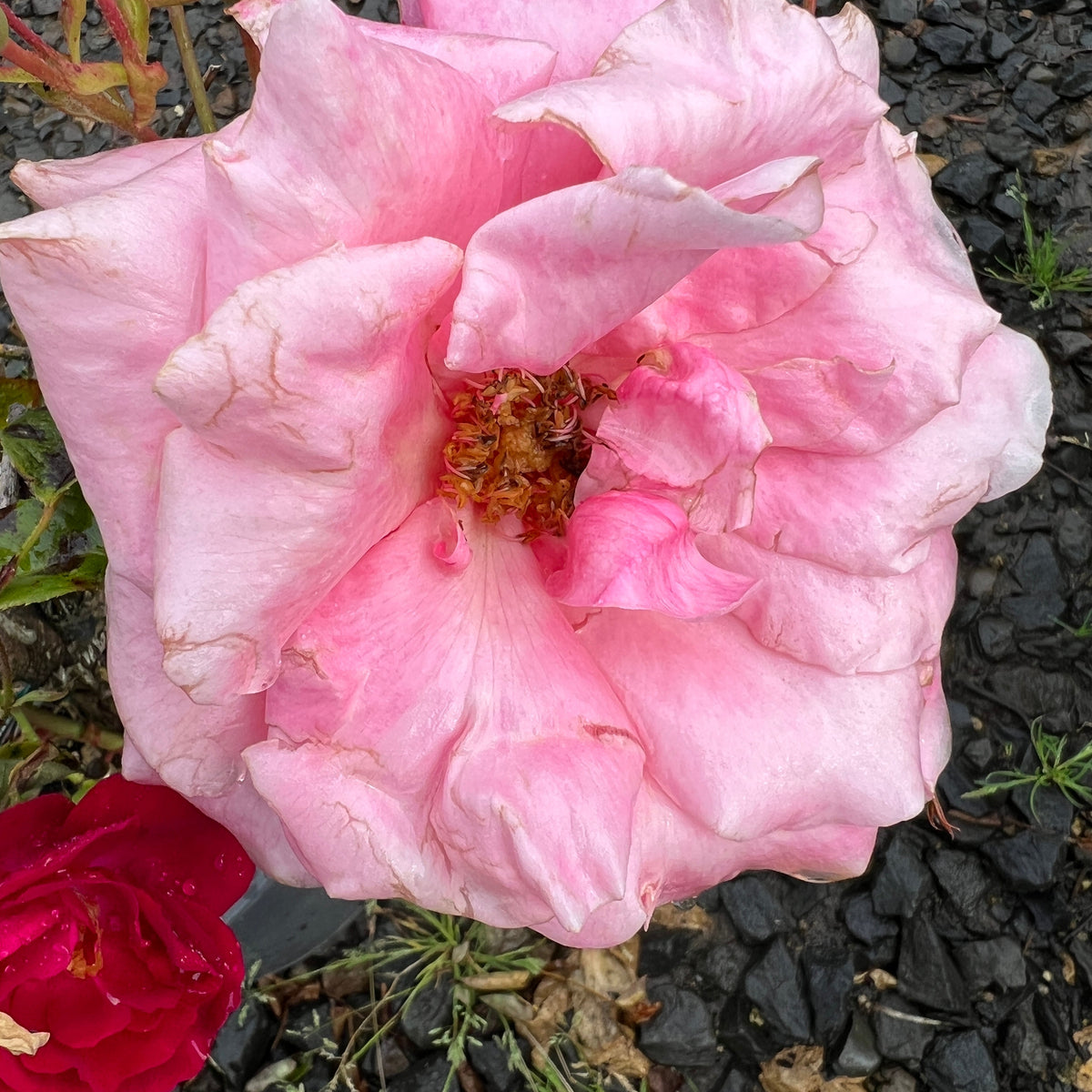 Rosa ht. 'First Prize' (pink)