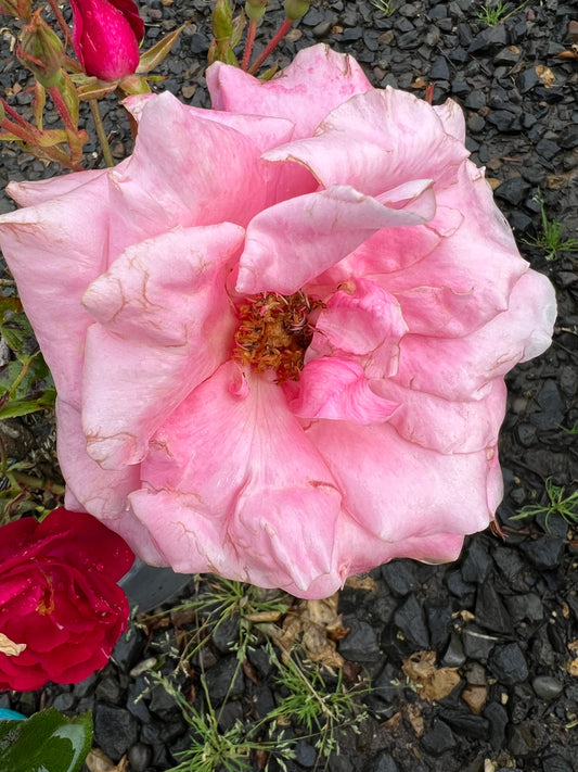 Rosa ht. 'First Prize' (pink)