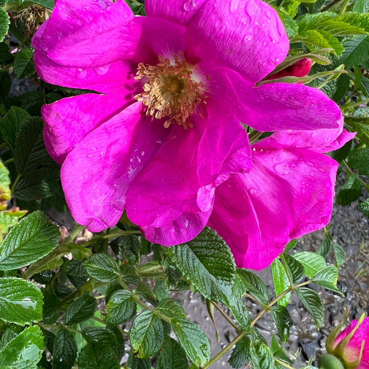 Rosa rugosa Raspberry Rugostar® PP15937 (pink)