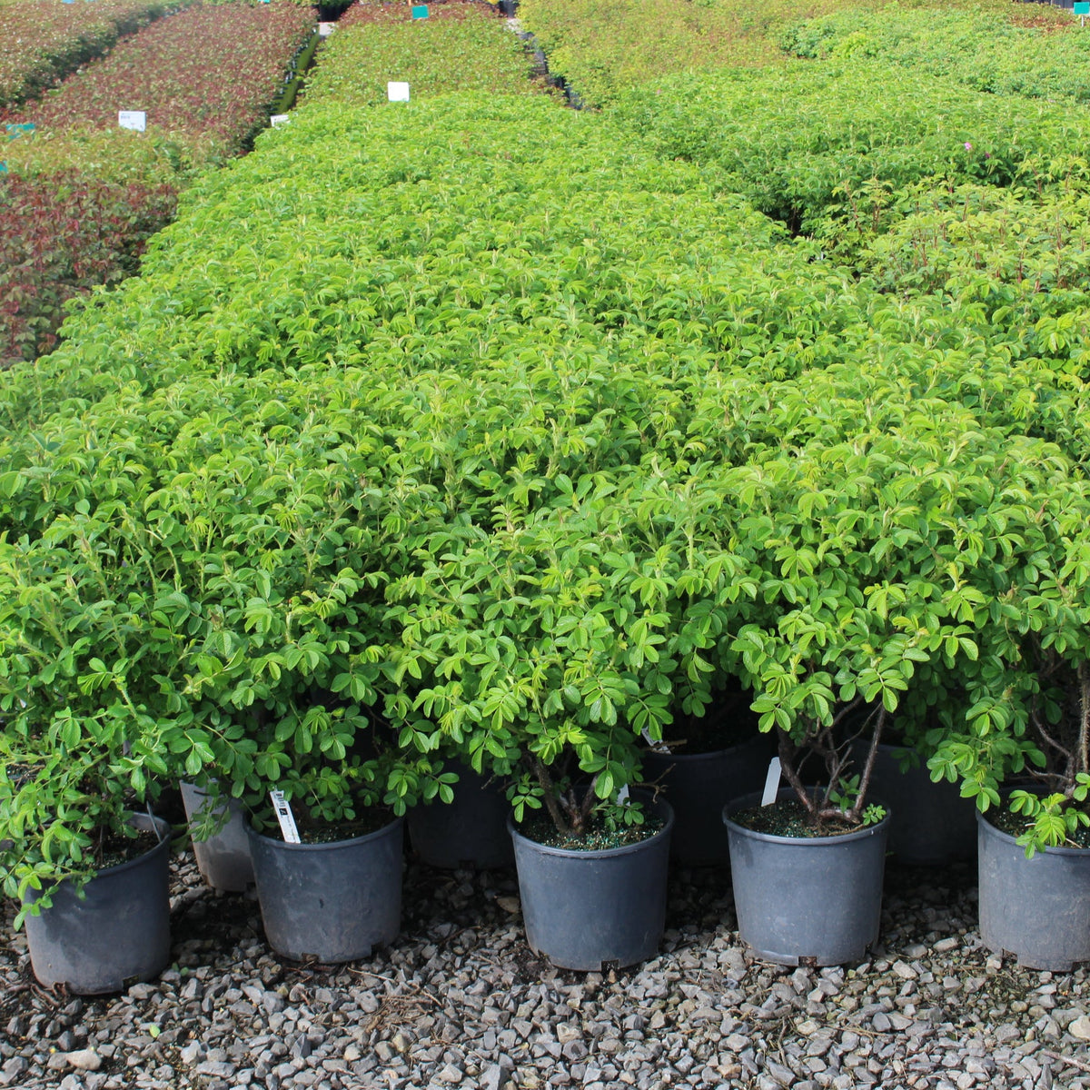 Rosa rugosa Raspberry Rugostar® PP15937 (pink)