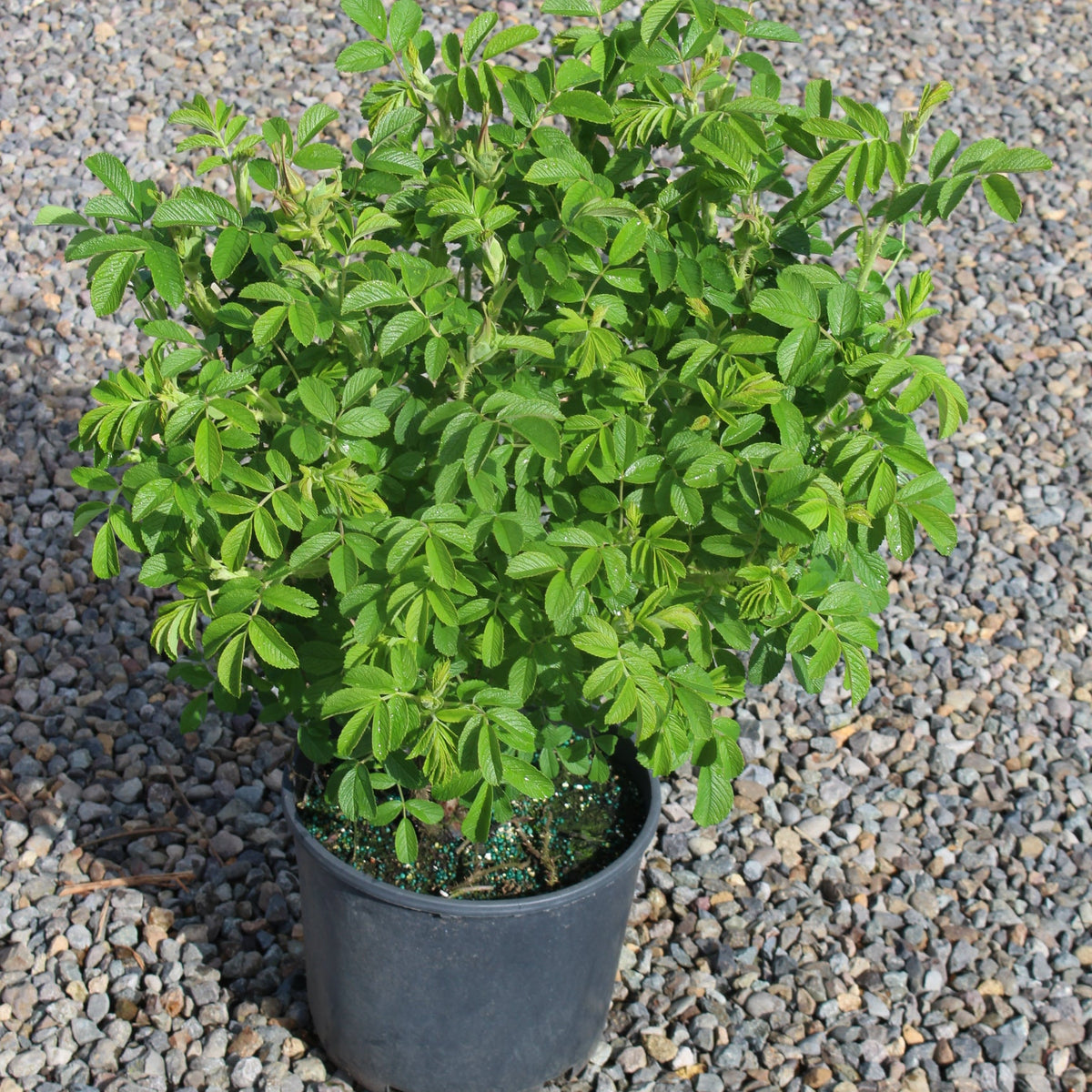 Rosa rugosa Raspberry Rugostar® PP15937 (pink)