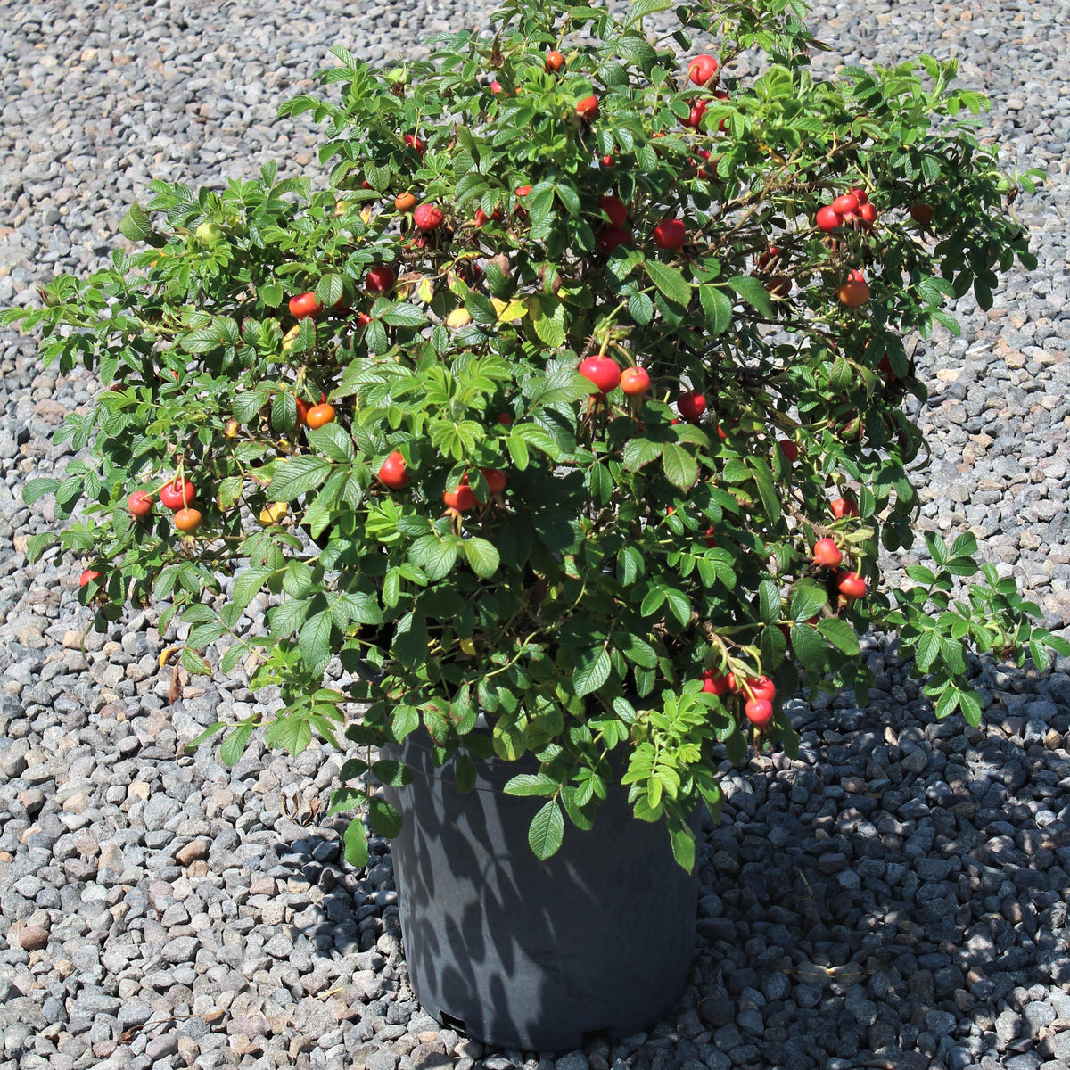 Rosa rugosa Raspberry Rugostar® PP15937 (pink)