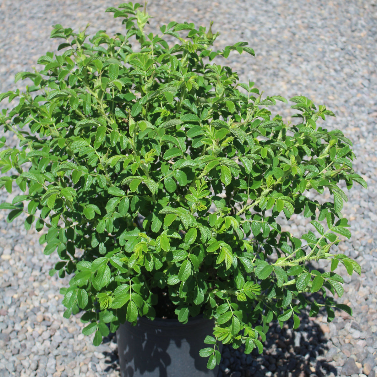 Rosa rugosa Raspberry Rugostar® PP15937 (pink)