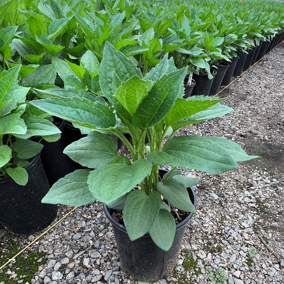 Rudbeckia f. 'Goldsturm'