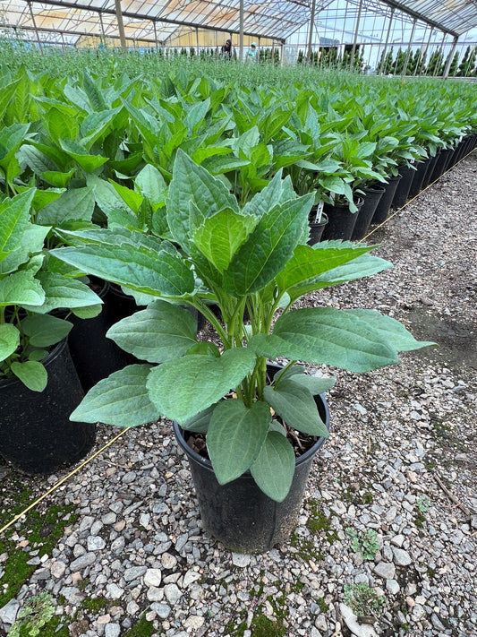 Rudbeckia f. 'Goldsturm'