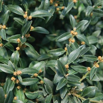 Buxus 'Arctic Emerald' PP18289