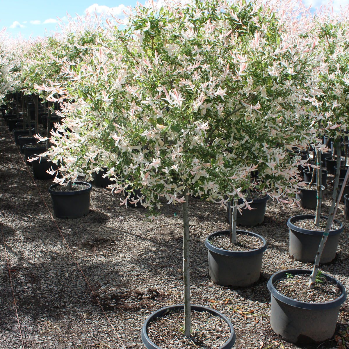 Salix in. 'Hakuro Nishiki', 36" STD