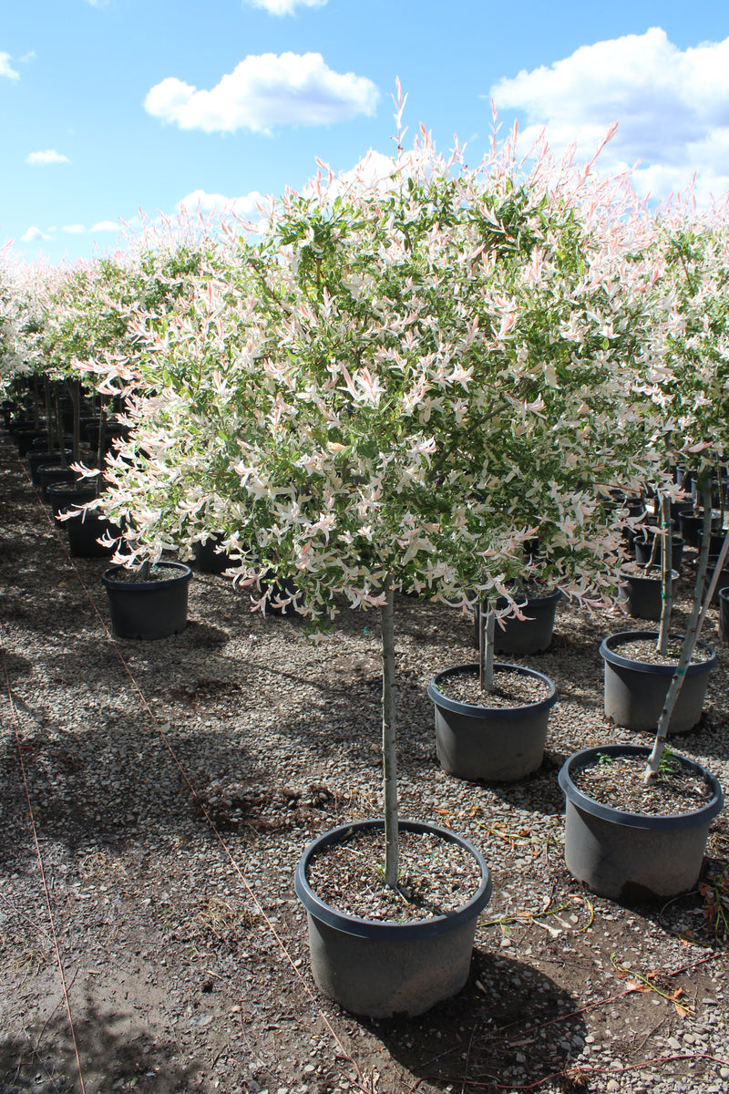 Salix in. 'Hakuro Nishiki', 36" STD