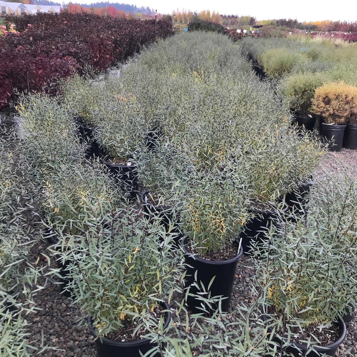 Salix purpurea 'Nana'