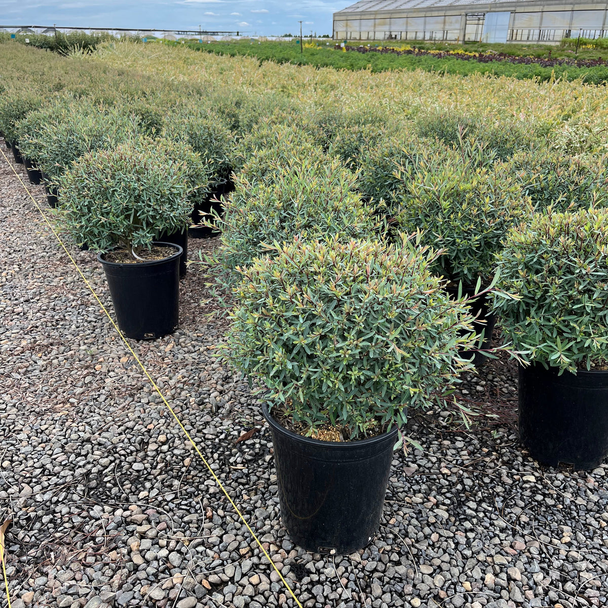 Salix purpurea 'Nana'