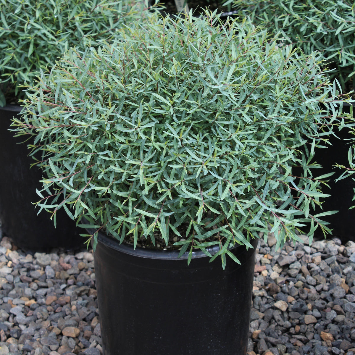 Salix purpurea 'Nana'