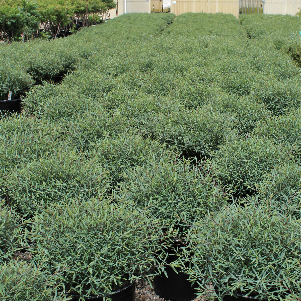 Salix purpurea 'Nana'