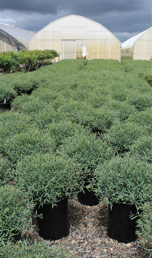 Salix purpurea 'Nana'