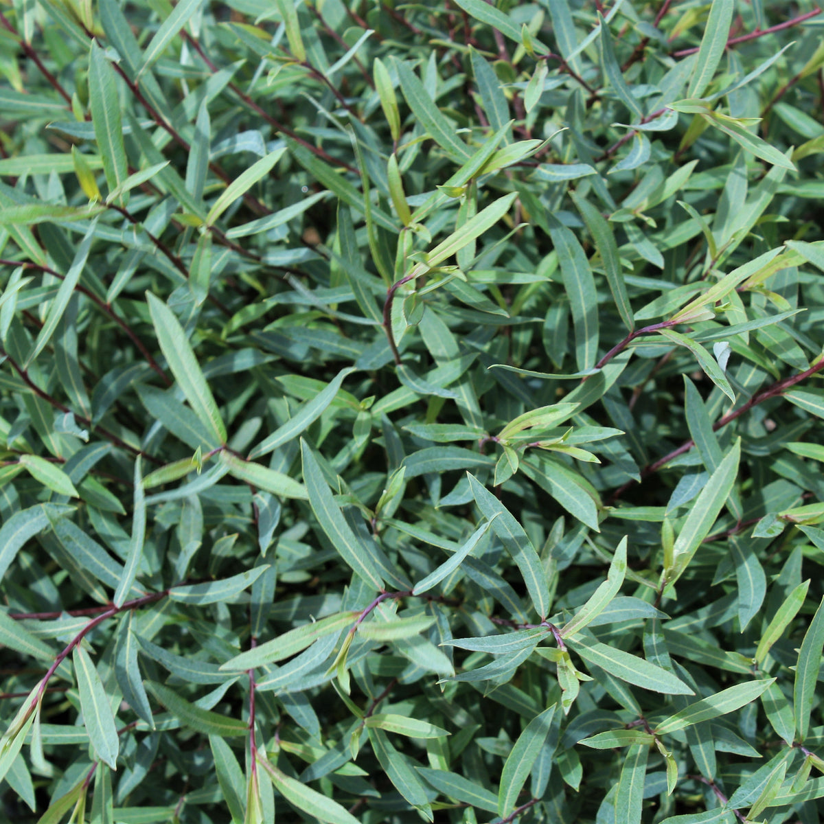 Salix purpurea 'Nana'