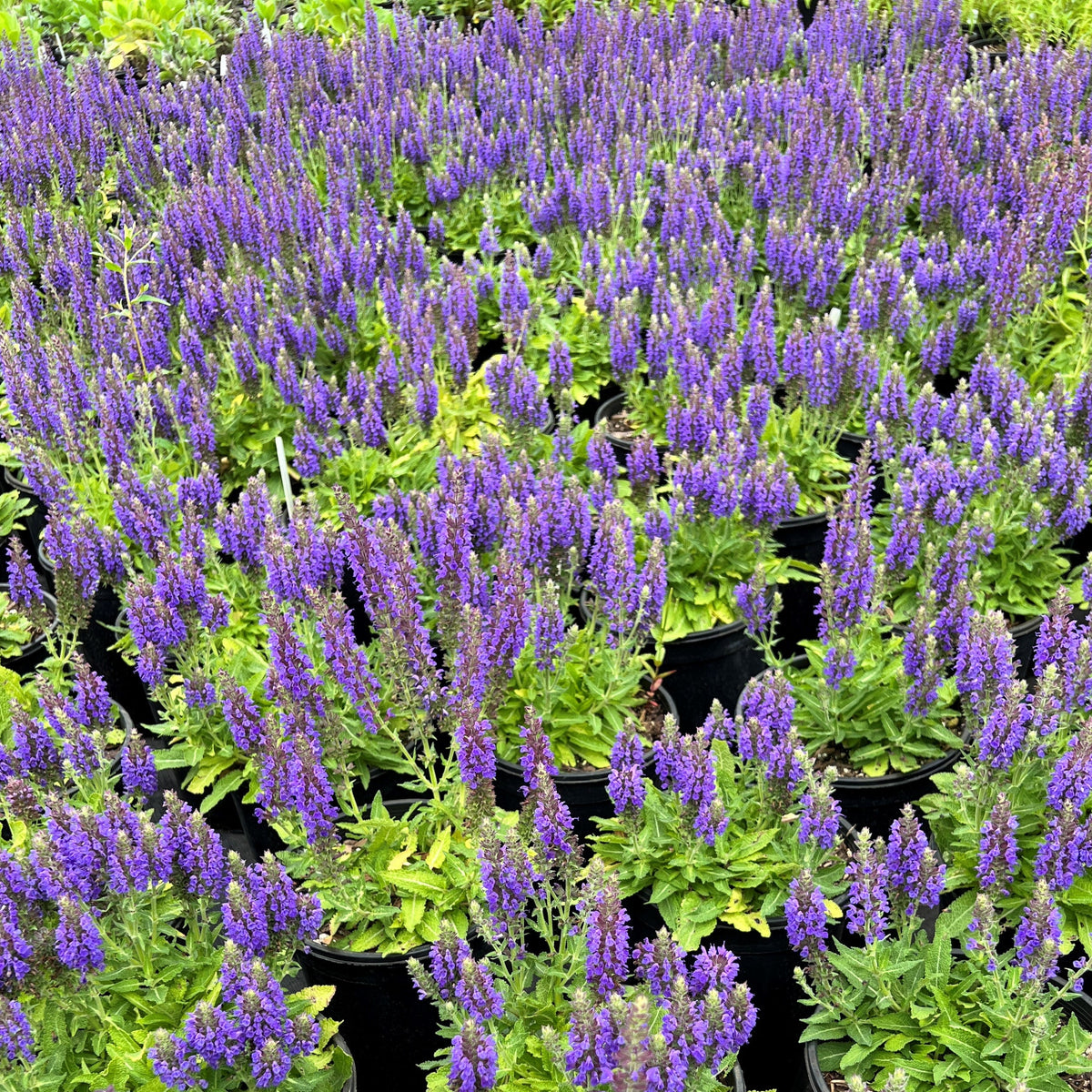 Salvia n. 'Marcus'® PP13322