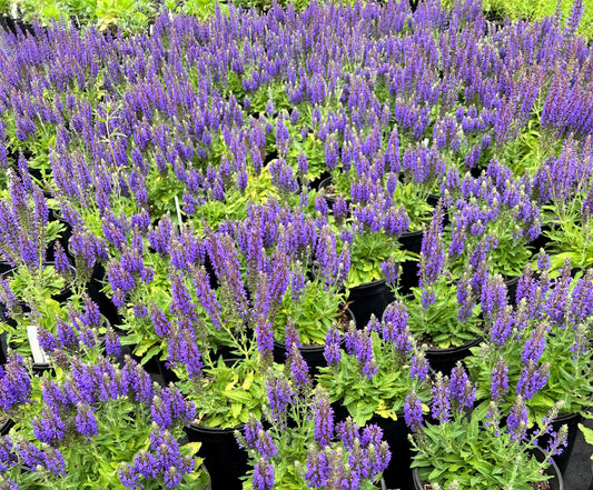 Salvia n. 'Marcus'® PP13322