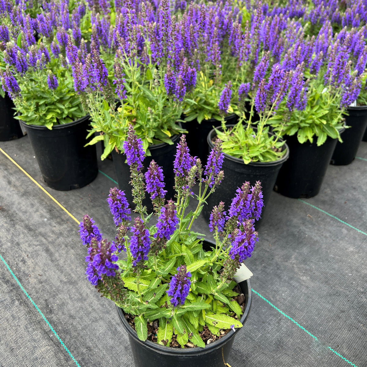 Salvia n. 'Marcus'® PP13322