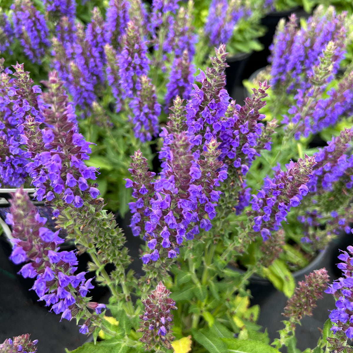 Salvia n. 'Marcus'® PP13322
