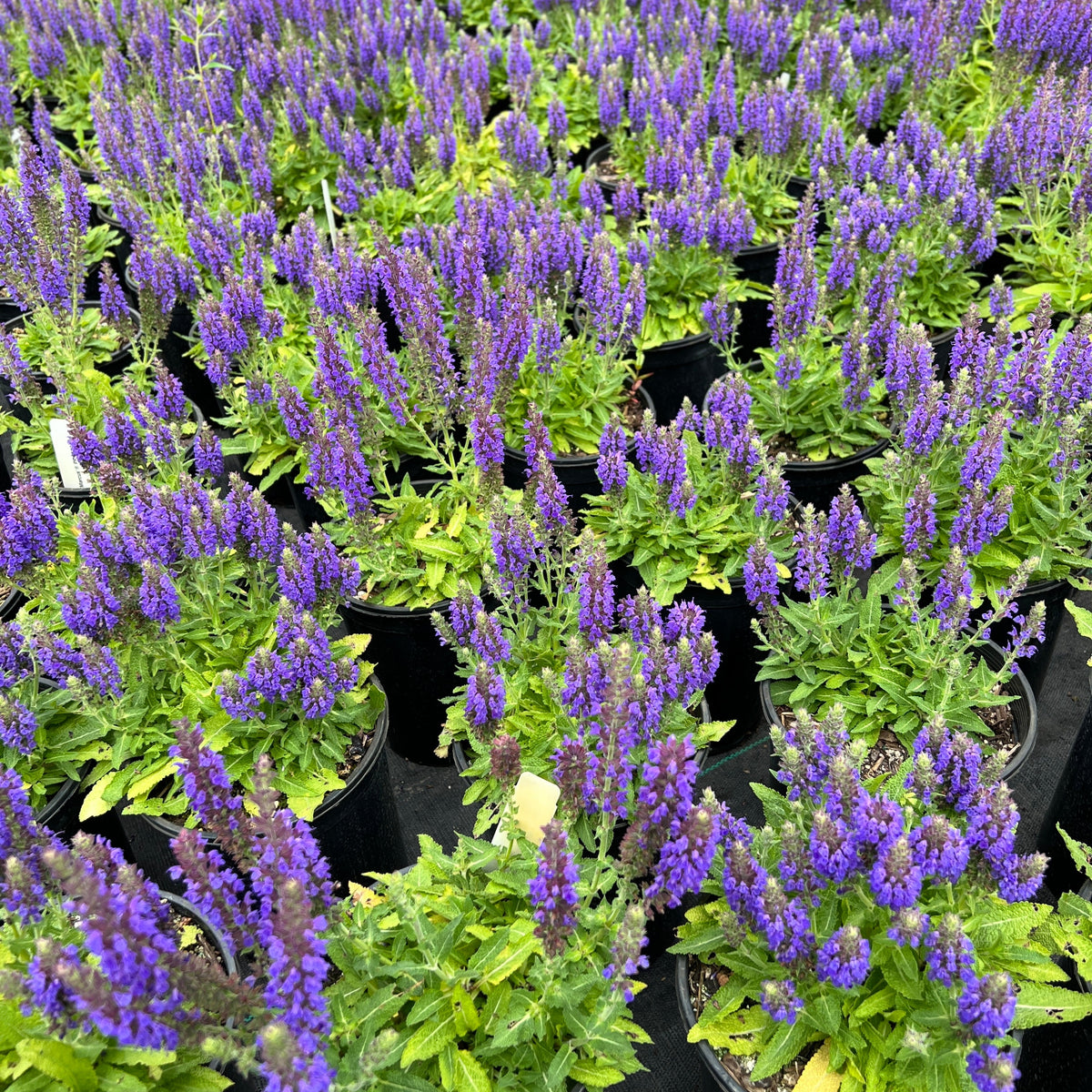 Salvia n. 'Marcus'® PP13322