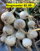 Onion Ringmaster White Bunch