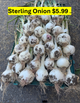 Onion Sterling Withe Bunch