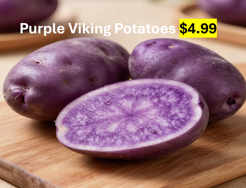 Linnton Feed and Seed Potatoes 'Purple Viking'
