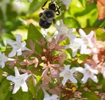Abelia x gr. 'Peach Perfection®' PP30954