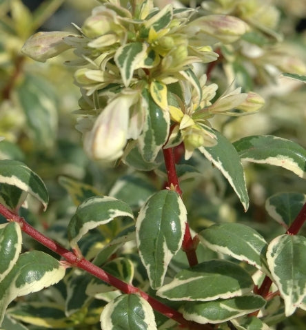 Abelia x gr. 'Radiance' PP21929