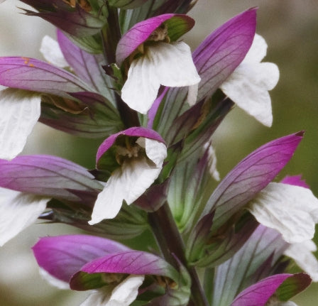 Acanthus mollis 'Morning Candle'