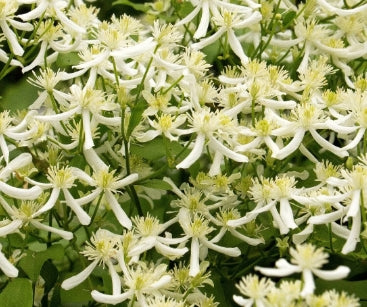 VINE Clematis x 'Terniflora' (white)