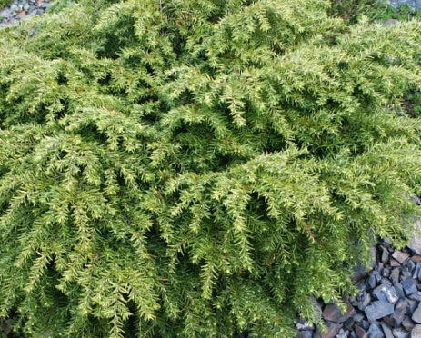 Tsuga can. 'Jeddeloh'