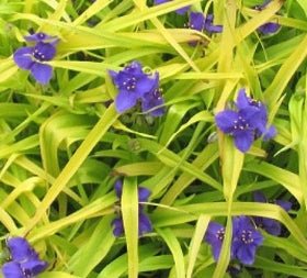 Tradescantia 'Sweet Kate'