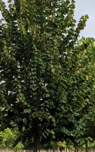 Tilia to. 'Silver Lining'
