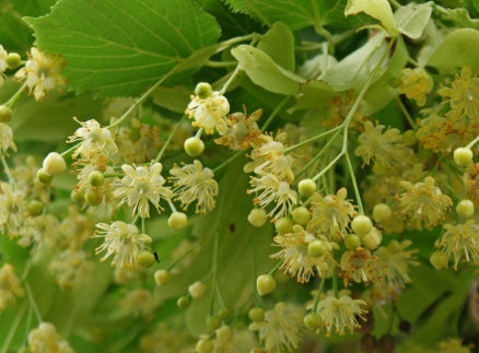 Tilia cordata