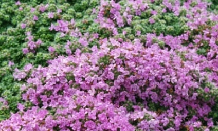 Thymus pseudolanuginosus (Wooly)