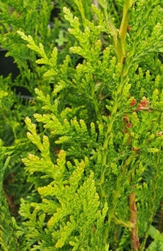 Thuja plicata